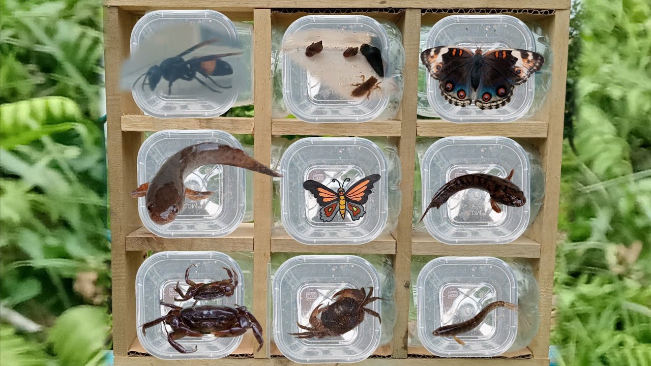 Fish Catching Insect Catching insects and cute Fish!! Big Wasp(vespa affinis), Butterfly ...