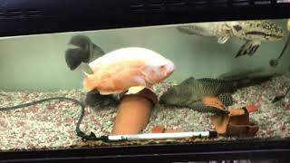 90cm水槽で飼育できる スネークヘッド4種類飼い方まとめ abyの熱帯魚図鑑 90cm水槽で飼育できる スネークヘッド4種類飼い方まとめ abyの熱帯魚図鑑