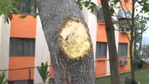 O que passar após a poda dos galhos?