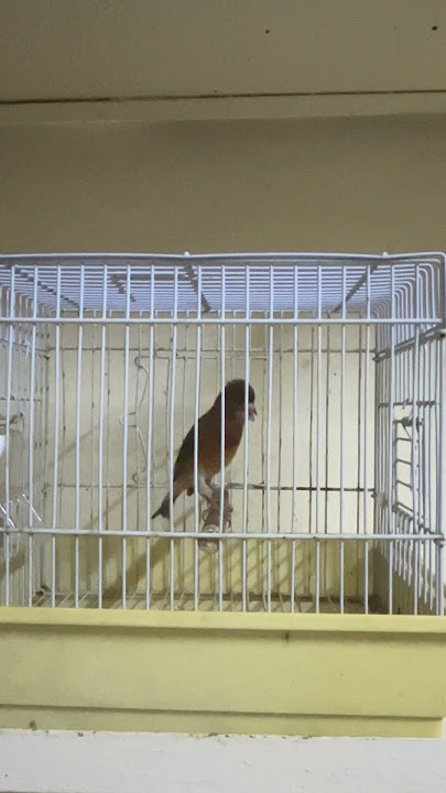 Red Siskin started singing #mule #siskin