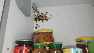 Sun Pest Control