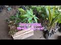 Bibit Mangga Red Emperor, Solusi Kebun Produktif! (Proses Packing)