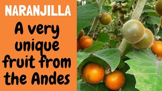 The Golden Fruit of the Andes | Naranjilla | La fruta dorada de los andes