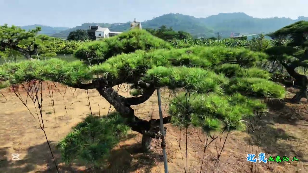 迎賓-五葉松系列 三￼