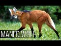 MANED WOLF - The Weirdest Wolf With Deer Legs and a Wolf Head