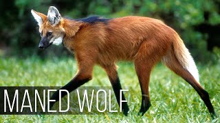 MANED WOLF - The Weirdest Wolf With Deer Legs and a Wolf Head