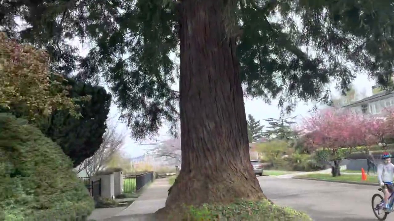 Walking through North Admiral Seattle 2