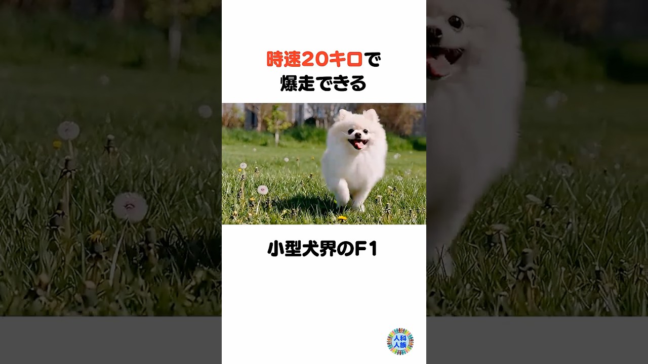 ポメラニアンは天使の皮をかぶった元ソリ犬!? 衝撃進化と想像以上のギャップ