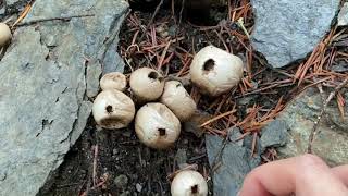 Download Lagu Matsutake Mushroom Foraging and Winter Camping! (Hai Nam Tung Nhung) MP3 Download Lagu Matsutake Mushroom Foraging and Winter Camping! (Hai Nam Tung Nhung) MP3