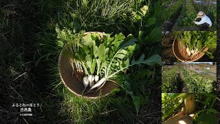 自然農3年目の畑「秋冬野菜」の生育｜自然農初期の畑での種蒔き適期《自然農の実り》《自然農の栽培技術》25年11月24日