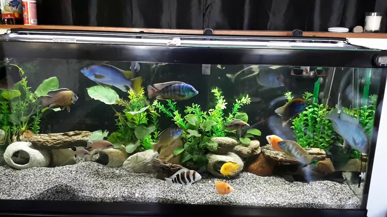 African cichlids 75 gallon aquarium YouTube