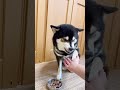 唸る柴犬の不満が意外なモノでした…。This dog growls because it wants to be fed.