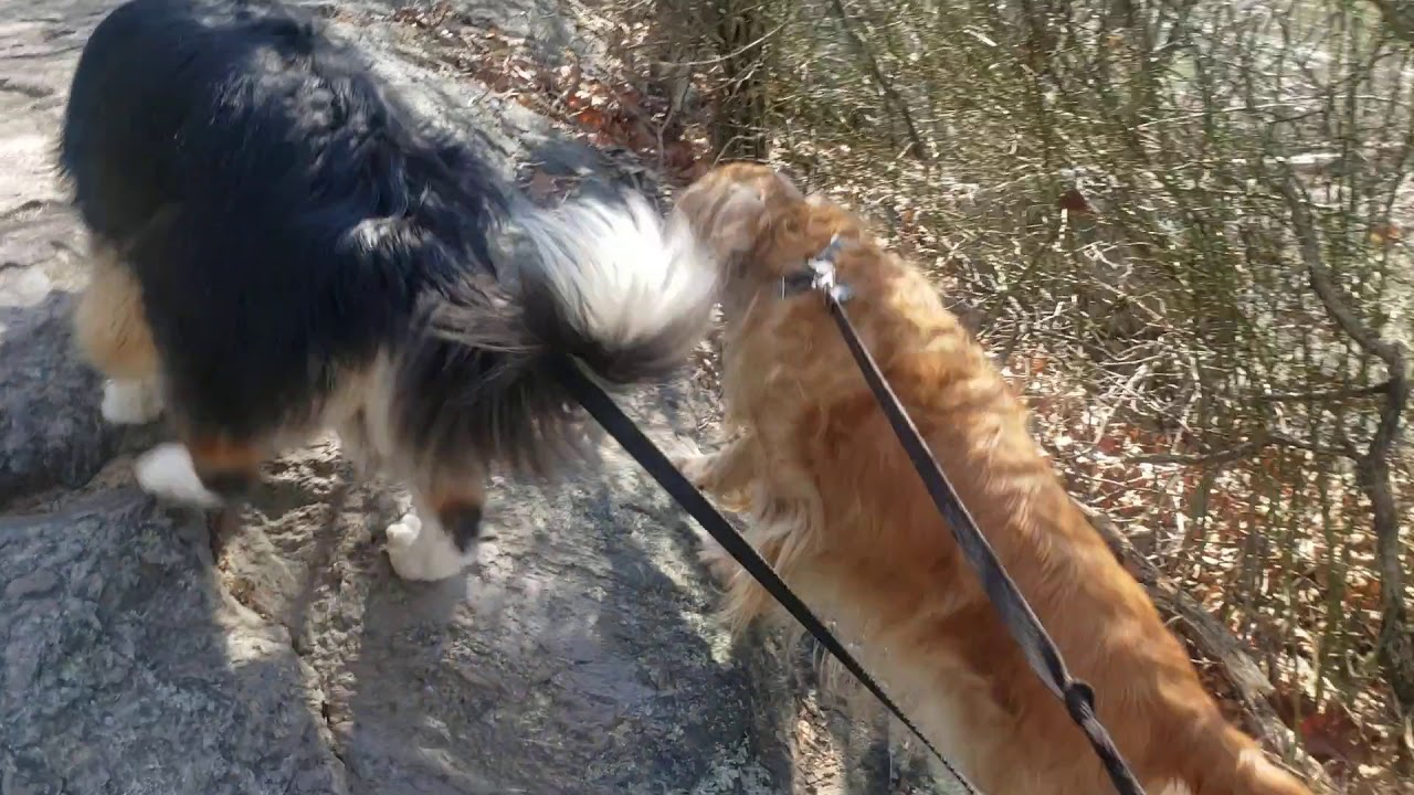 DC Dog Hikes Hiking Billy Goat Trail Dog Walker & DC Dog