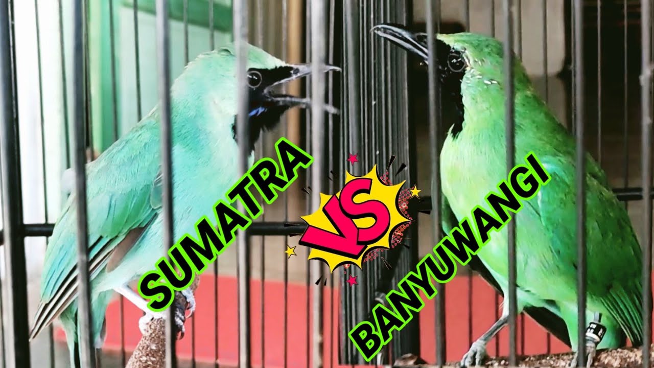 Menelusuri Perbedaan Cucak Ijo Banyuwangi dan Sumatera Secara Keseluruhan Menelusuri Perbedaan Cucak Ijo Banyuwangi dan Sumatera Secara Keseluruhan