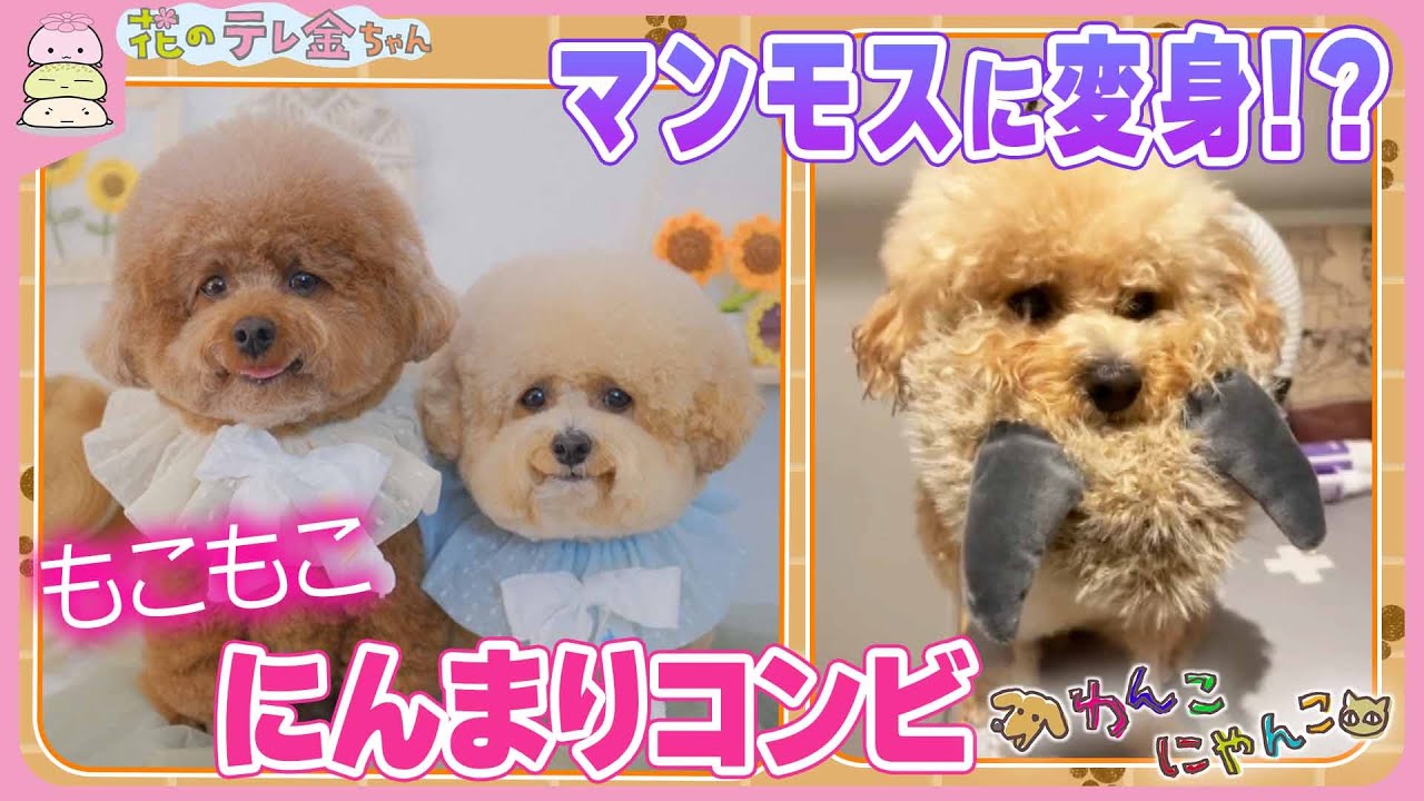 もこわんこ わんこにゃんこ】もこもこ・にんまりコンビはマンモスに変身＆家では