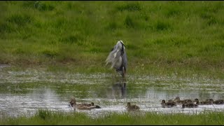 Grey Heron, Mallard Ducks (3 x male, 1 x female, 11 x ducklings), Crow - 25th Apr 2024 (5)