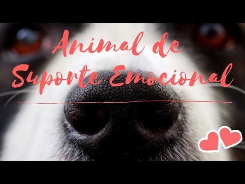 Vídeo: O Que Saber Sobre Animais De Suporte Emocional (e Como Se Qualificar)