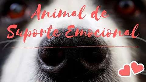 Como conseguir um animal de apoio emocional?