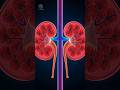 Kidney Ka Kaam Aur Use Healthy Kaise Rakhein? 😲🩺 #facts #healthshorts