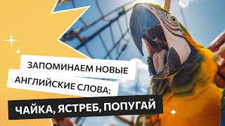 Птицы: seagull (чайка), hawk (ястреб), parrot (попугай) | Повар варит ти