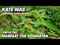 MANFAAT KATE MAS TUK KESEHATAN ‼️ Euphorbia heterophylla or Patik mas suduk mentul #katemas