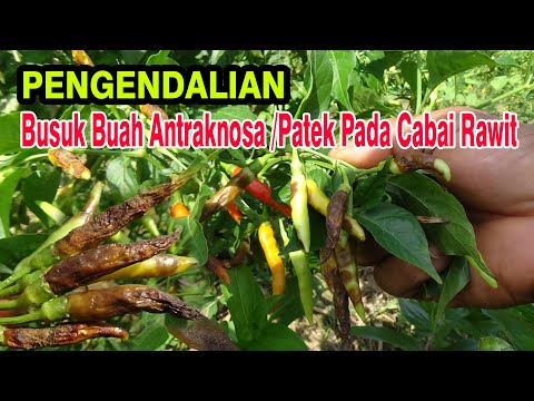 Video: Bagaimana cara menghilangkan penyakit busuk pada peony?