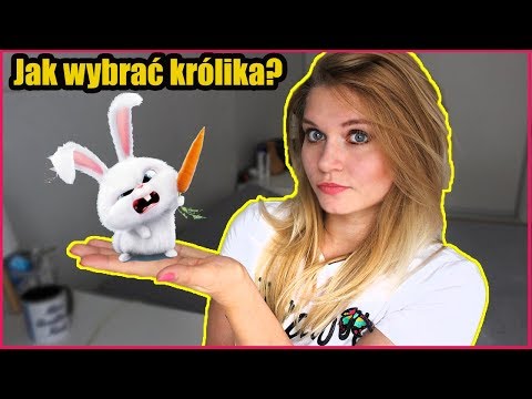 Wideo: Jak Wybrać Rasę Królika?