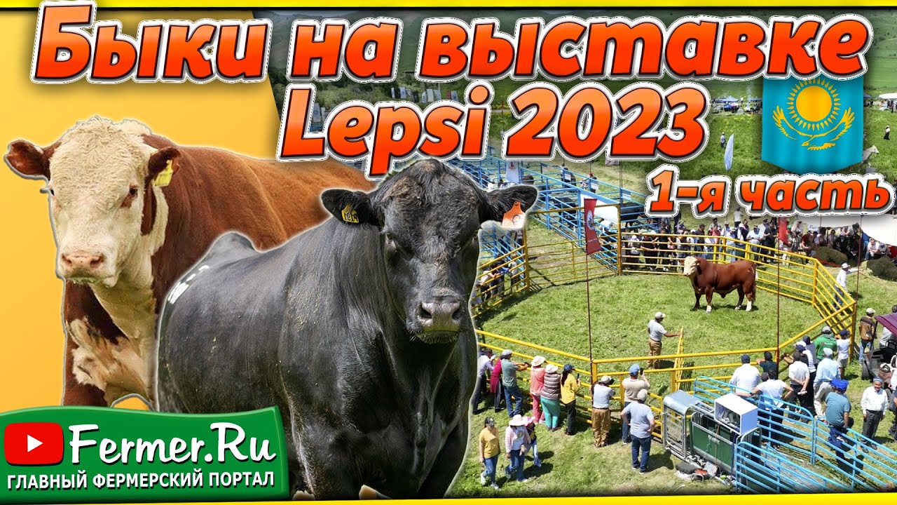 Быки Казахстана: Выставка племенных животных Lepsi-2023. Мясные породы КРС. Выставка мясных быков