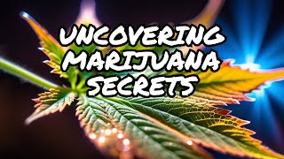Unveiling the Mysteries: A Deep Dive into Marijuana