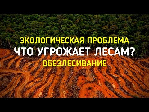 ОБЕЗЛЕСИВАНИЕ - ГЛОБАЛЬНАЯ ЭКОЛОГИЧЕСКАЯ ПРОБЛЕМА