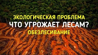 ОБЕЗЛЕСИВАНИЕ - ГЛОБАЛЬНАЯ ЭКОЛОГИЧЕСКАЯ ПРОБЛЕМА