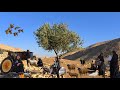 Lur Nomad Women 2026: The Hard Daily Life of Iran's Ancient Mountain Tribes