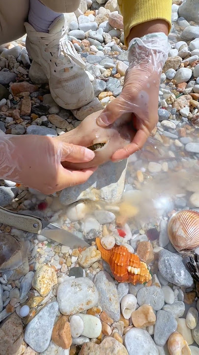 Sea Agate and Sea Crystal: Finding Hidden Treasures on the Shore and rare pearl