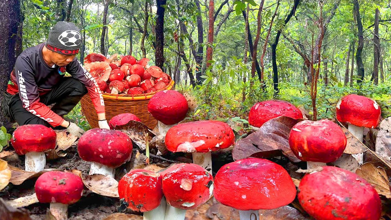 หมานอีกแล้ว!!เข้าโคกเก่าเก็บเห็ดก่อแดงใหญ่ ดอกตะมุตะมิ งามหลาย