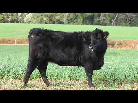 LOTE 43   FAENA ANGUS DA LIMEIRA EU TE GRF  74