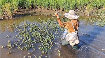 Bắt Cá Lóc Đồng Cá Trê Dai Theo Mương Ruộng Lúa Ở Đồng Bưng Láng Chà @Sănbatamthuc1979 