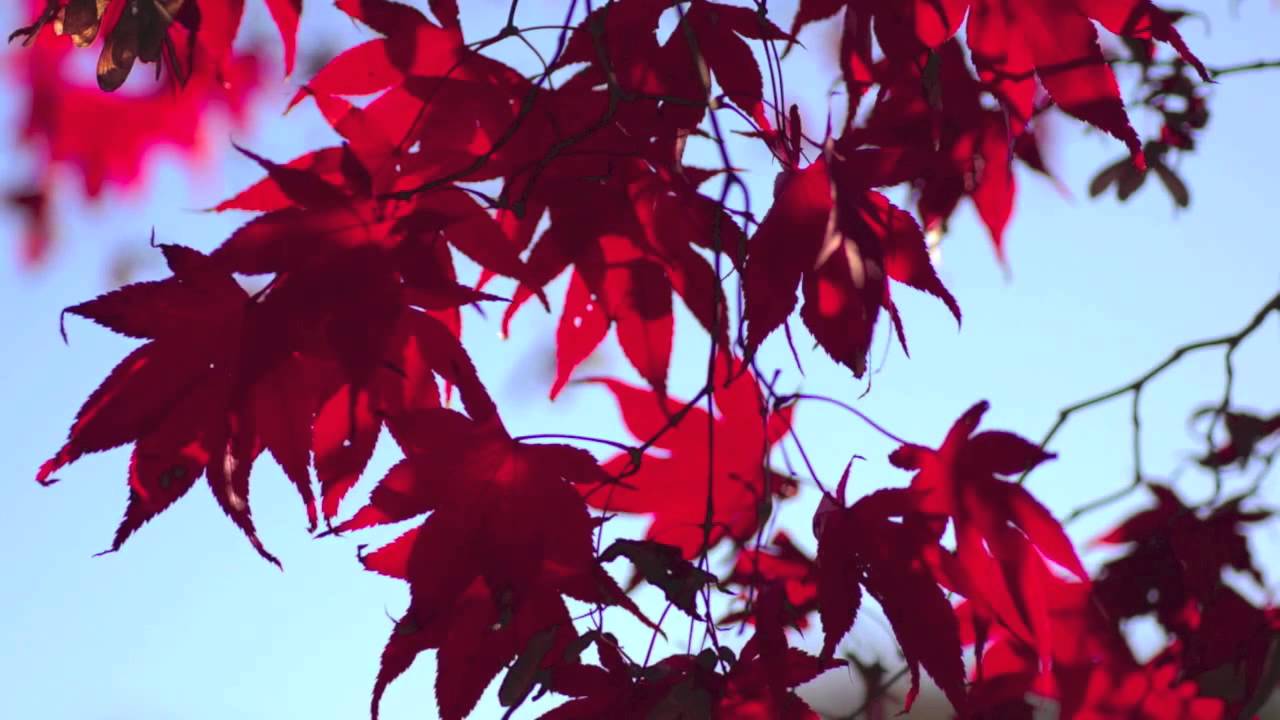 Fast Growing Bloodgood Anese Maple You Fast Growing Bloodgood Anese Maple