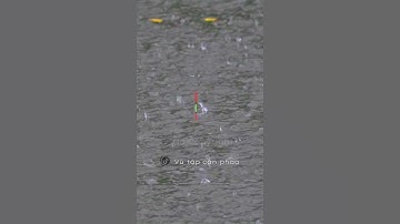 Câu cá chép trời mưa - Nhịp Phao Cá Chép Trời mưa #cauca