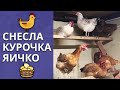 От чего зависит цвет желтка? Почему курица в хозяйстве лучше цесарки?