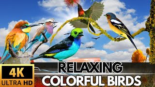 Relaxing Colorful bird Cutie bird 📸🦜🐦🐦‍⬛#colorful #beautiful #birdslover #birdsounds #forestsounds,
