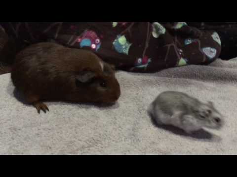 Video: Je, guinea pig ni gerbil?