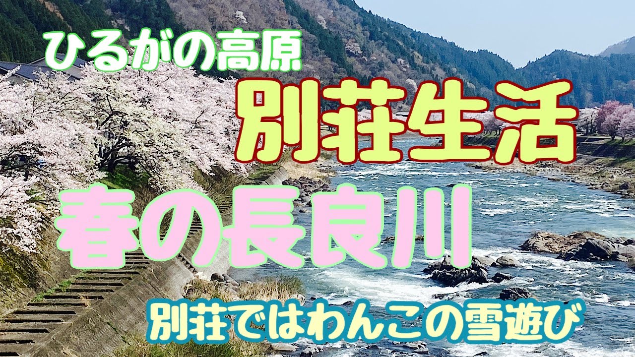 【ひるがの高原別荘生活】#69 長良川の桜が綺麗だったので桜のお話とうちのわんこが雪遊びにやって来た！今回はおまけが1匹増えて全部で3匹！