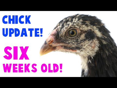 Chick Update The Chicks At Six Weeks Old And Their New Coops