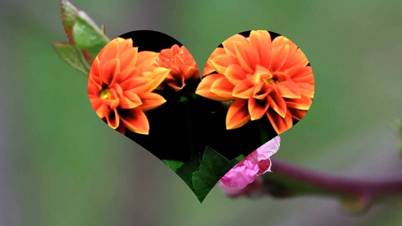 Flowers blooming stunning timelapse ! YouTube