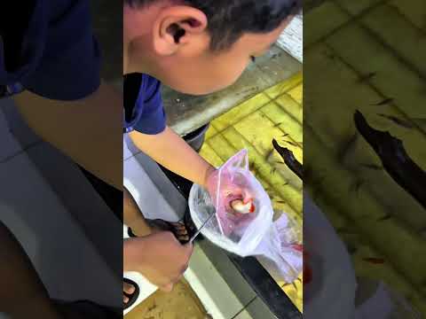 cerita lucu bocil gunting ikan koki biar samaan kayak pacarnya #bosbosqu #bosbosqugaleri #ceritalucu