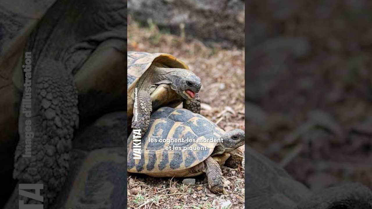 Pour échapper aux mâles, ces femelles tortues se jettent du haut des falaises ! #animaux