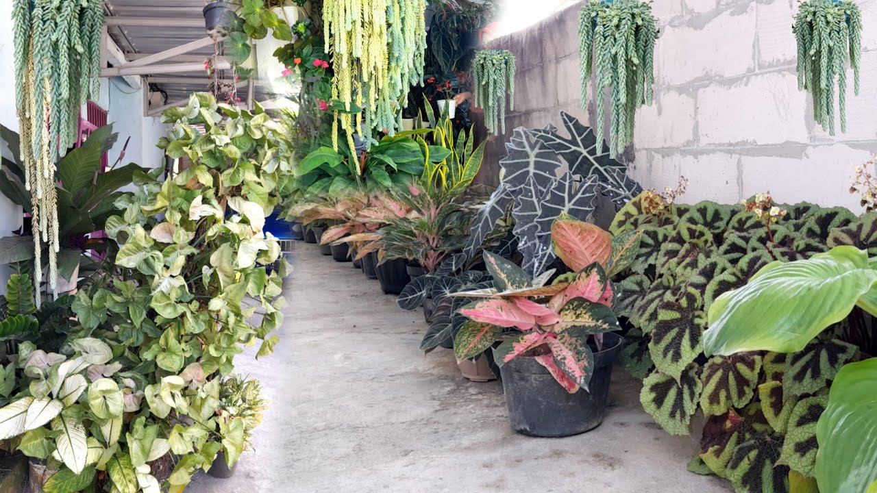 SEANDAINYA BUNGA² RUMAH INI DI TATA SEPERTI INI 🌻🏡