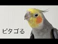 【オカメインコ】パーフェクトピタゴラスイッチ【協力プレイ】