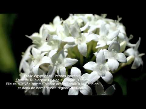 Vidéo: Pentas Plant Care - Comment faire pousser des fleurs Pentas