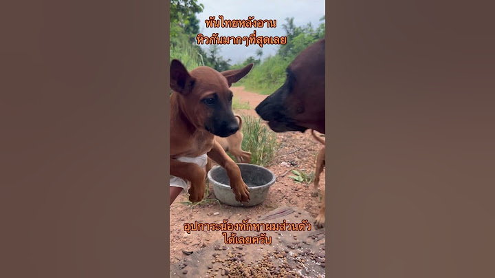 สงสารเลย😥 #สุนัข #สัตว์ #ลูกหมา #ทาสสุนัข #สัตว์เลี้ยง #dog #สัตว์โลกน่ารัก #สุนัขน่ารัก #สุนัขไทย